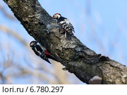 Дятел белоспинный, Dendrocopos leucotos, White-backed Woodpecker. Стоковое фото, фотограф Василий Вишневский / Фотобанк Лори