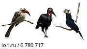 Set of hornbills . Isolated over white. Стоковое фото, фотограф Яков Филимонов / Фотобанк Лори