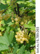 Белая смородина (лат. Ribes niveum) Стоковое фото, фотограф Елена Коромыслова / Фотобанк Лори