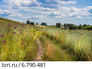 Дорога через поле с цветущим разнотравьем. Стоковое фото, фотограф Евгений Мухортов / Фотобанк Лори