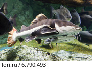 Большая амазонская рыба краснохвостый сом фрактоцефалус ( Phractocephalus hemioliopterus ) плавает среди других рыб. Стоковое фото, фотограф Ольга Липунова / Фотобанк Лори