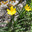 Sternbergia lutea. Штернбергия желтая или лютиковая в горах Аспромонте, Калабрия, Италия (2014 год). Стоковое фото, фотограф Калюжная Вера / Фотобанк Лори