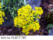 Желтые мелкие цветы Бурачёк обратнояйцевидный  в саду (Alyssum obovatum) Стоковое фото, фотограф Евгений Ткачёв / Фотобанк Лори