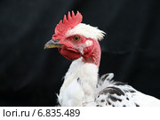 Петушок бойцовской породы. Стоковое фото, фотограф Gagara / Фотобанк Лори