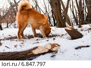 Охотничья собака раскапывает нору. Стоковое фото, фотограф Павел Родимов / Фотобанк Лори