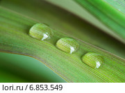 Три капли воды на зеленом листе растения. Стоковое фото, фотограф Татьяна Сапожникова / Фотобанк Лори