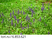 Живучка ползучая (Ajuga reptans) Стоковое фото, фотограф Алёшина Оксана / Фотобанк Лори