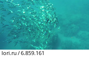 Косяк рыб в Красном море. Стоковое видео, видеограф Михаил Коханчиков / Фотобанк Лори