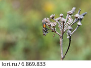 Eriothrix rufomaculatus. Муха тахина или Ежемуха (Tachinidae) Стоковое фото, фотограф Алёшина Оксана / Фотобанк Лори
