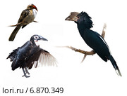 Set of hornbills. Стоковое фото, фотограф Яков Филимонов / Фотобанк Лори