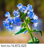 Медуница мягчайшая  ( Pulmonaria mollis ). Соцветие крупно. Лекарственные дикорастущие растения Сибири. Стоковое фото, фотограф Евгений Мухортов / Фотобанк Лори