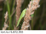 Пластинокрыл обыкновенный - самец (Phaneroptera falcata) Стоковое фото, фотограф Алёшина Оксана / Фотобанк Лори