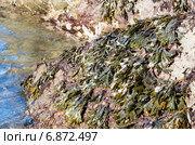 Фукус двухрядный  (Fucus Distichus) на скале во время отлива. Калифорния, побережье Тихого океана. Стоковое фото, фотограф Ирина Кожемякина / Фотобанк Лори