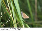 Толстоголовка тире (Thymelicus lineola) на траве. Стоковое фото, фотограф Алёшина Оксана / Фотобанк Лори