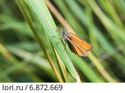 Толстоголовка лесная, толстоголовка Фавн (Ochlodes sylvanus, Ochlodes faunus) в траве. Стоковое фото, фотограф Алёшина Оксана / Фотобанк Лори