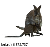 Red-necked wallaby. Стоковое фото, фотограф Яков Филимонов / Фотобанк Лори