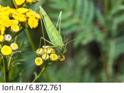 Пластинокрыл обыкновенный - самец (Phaneroptera falcata) на цветке пижмы (Tanacetum) Стоковое фото, фотограф Алёшина Оксана / Фотобанк Лори