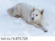 Белая швейцарская овчарка на фоне снега. Стоковое фото, фотограф Николай Чутчиков / Фотобанк Лори