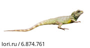 Chinese water dragon. Стоковое фото, фотограф Яков Филимонов / Фотобанк Лори