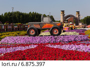 Парк цветов в Дубае (Dubai Miracle Garden). Объединённые Арабские Эмираты (2014 год). Редакционное фото, фотограф Сергей Афанасьев / Фотобанк Лори