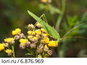 Пластинокрыл обыкновенный - самец (Phaneroptera falcata) поедает цветок пижмы (Tanacetum) Стоковое фото, фотограф Алёшина Оксана / Фотобанк Лори