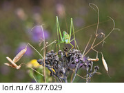 Пластинокрыл обыкновенный - самец (Phaneroptera falcata) на сухом цветке. Портрет. Стоковое фото, фотограф Алёшина Оксана / Фотобанк Лори