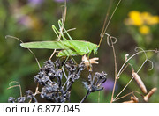 Пластинокрыл обыкновенный - самец (Phaneroptera falcata) на сухой траве. Стоковое фото, фотограф Алёшина Оксана / Фотобанк Лори