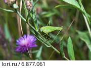 Пластинокрыл обыкновенный - самец (Phaneroptera falcata) в траве. Стоковое фото, фотограф Алёшина Оксана / Фотобанк Лори