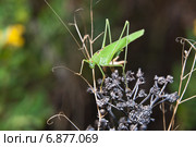 Пластинокрыл обыкновенный - самец (Phaneroptera falcata) держится за травинку. Стоковое фото, фотограф Алёшина Оксана / Фотобанк Лори