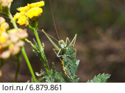Пластинокрыл обыкновенный - самец (Phaneroptera falcata) на листке. Стоковое фото, фотограф Алёшина Оксана / Фотобанк Лори