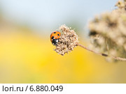 Семиточечная коровка (Coccinella septempunctata) на сухом цветке. Стоковое фото, фотограф Алёшина Оксана / Фотобанк Лори