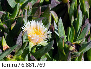 Цветущий карпобротус (carpobrotus). Побережье Тихого океана, Калифорния (2014 год). Стоковое фото, фотограф Ирина Кожемякина / Фотобанк Лори