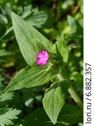 Дрёма двудомная красная (лат. Melandrium dioicum), или Смолёвка. Стоковое фото, фотограф Елена Коромыслова / Фотобанк Лори