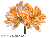 Амариллис махровый Дэнсинг Квин (Amaryllis double Dancing Queen) на белом фоне. Стоковое фото, фотограф Ольга Сейфутдинова / Фотобанк Лори