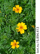Бархатцы отклоненные (Tagetes patula) Стоковое фото, фотограф Елена Коромыслова / Фотобанк Лори