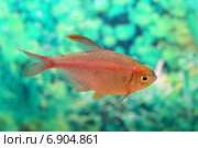 Колумбийская тетра (Hyphessobrycon equadoriensis) в аквариуме. Стоковое фото, фотограф Григорий Писоцкий / Фотобанк Лори