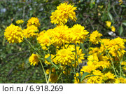Рудбекия рассеченная (лат. Rudbeckia laciniata ), или золотой шар. Стоковое фото, фотограф Елена Коромыслова / Фотобанк Лори