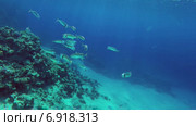 Скумбрия в Красном море. Стоковое видео, видеограф Михаил Коханчиков / Фотобанк Лори