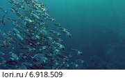 Скумбрия в Красном море. Стоковое видео, видеограф Михаил Коханчиков / Фотобанк Лори