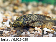 Анциструс обыкновенный  (Ancistrus dolichopterus) Стоковое фото, фотограф Григорий Писоцкий / Фотобанк Лори