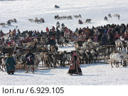 Праздник - День оленевода в Салехарде (2013 год). Редакционное фото, фотограф Елена Боброва / Фотобанк Лори