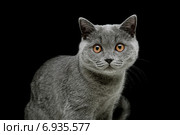 Серый кот с желтыми глазами на черном фоне. Стоковое фото, фотограф Ласточкин Евгений / Фотобанк Лори