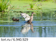 Кряква. Mallard (Anas platyrhynchos) Стоковое фото, фотограф Василий Вишневский / Фотобанк Лори