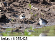 Зуёк малый. Little Ringed Plover (Charadrius dubius) Стоковое фото, фотограф Василий Вишневский / Фотобанк Лори