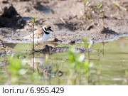 Зуёк малый. Little Ringed Plover (Charadrius dubius) Стоковое фото, фотограф Василий Вишневский / Фотобанк Лори
