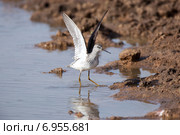 Поручейник. (Tringa stagnatilis) Стоковое фото, фотограф Василий Вишневский / Фотобанк Лори