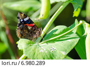 Бабочка Адмирал (Vanessa atalanta) Стоковое фото, фотограф Паровышник Наталья / Фотобанк Лори
