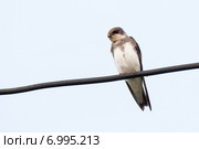 Ласточка береговая. Sand Martin (Riparia riparia) Стоковое фото, фотограф Василий Вишневский / Фотобанк Лори