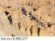 Ласточка береговая. Sand Martin (Riparia riparia) Стоковое фото, фотограф Василий Вишневский / Фотобанк Лори