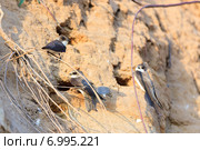 Ласточка береговая. Sand Martin (Riparia riparia) Стоковое фото, фотограф Василий Вишневский / Фотобанк Лори